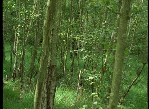 S16 WOODS 3 Video stock 306766382