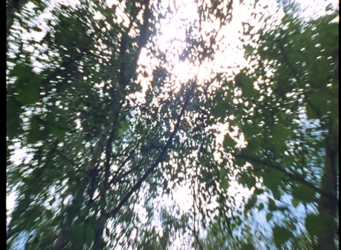 S16 WOODS 4 Video stock 306766531