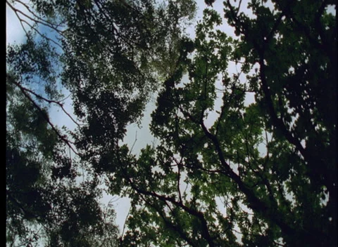 S16 WOODS 5 Stock Footage 306766407