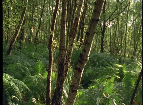 S16 WOODS 6 Stock Footage 306766328