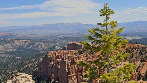 S23-114743-Bryce Canyon-Small pine tree-Slight zoom Stock Footage 335239086
