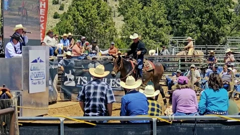 S23-123329-Mule Days Auction-Bidding $30K - $60K Stock Footage 335239063
