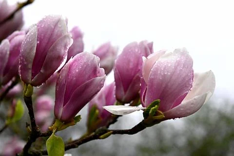 S4667 Foto stock
