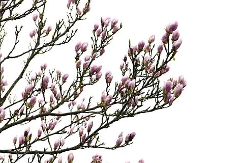 S4745 Foto stock