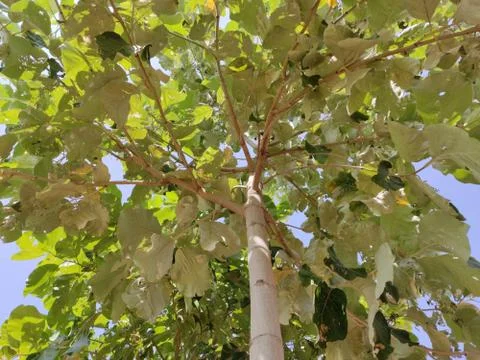 Saagwan tree branches and leaves image 库存照片