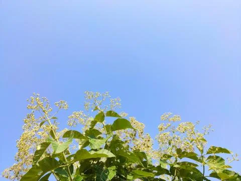 Saagwan tree flowers with Clean blue sky background 库存照片