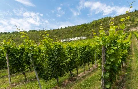 Saale Unstrut Wine Stock Photos