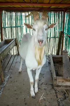 Saaned goat Stock Photos
