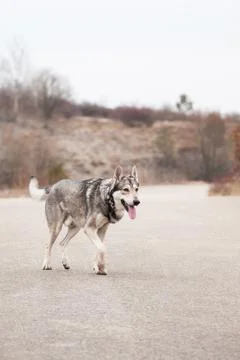 Saarloos Wolfhond Stock Photos
