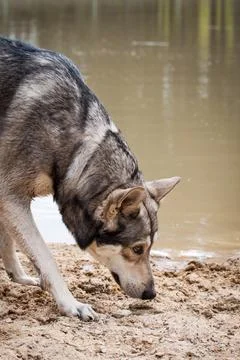 Saarloos Wolfhond Stock Photos