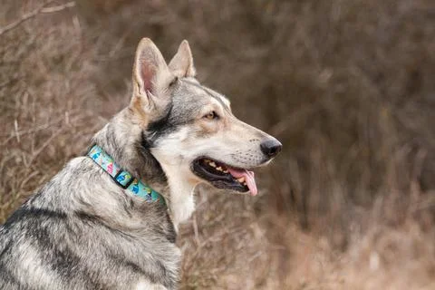 Saarloos Wolfhond Stock Photos