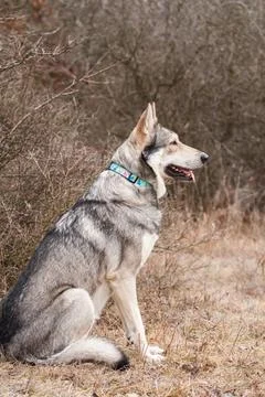 Saarloos Wolfhond Stock Photos