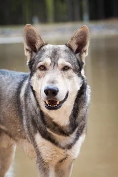 Saarloos Wolfhond Stock Photos