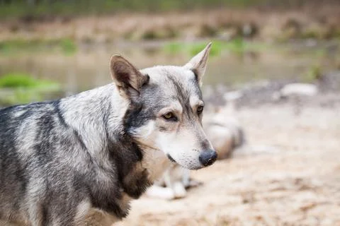 Saarloos Wolfhond Stock Photos
