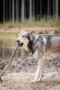 Saarloos Wolfhond Stock Photos