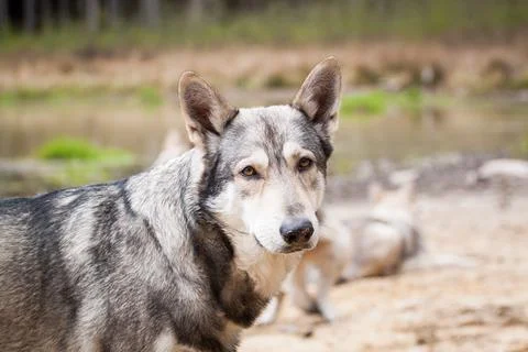 Saarloos Wolfhond Stock Photos