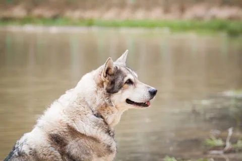 Saarloos Wolfhond Stock Photos