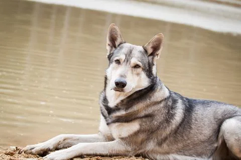 Saarloos Wolfhond Stock Photos