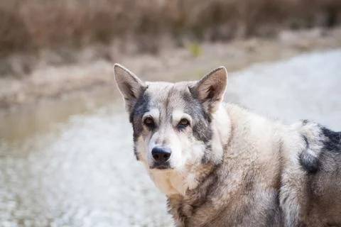 Saarloos Wolfhond Stock Photos