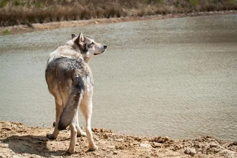 Saarloos Wolfhond Stock Photos