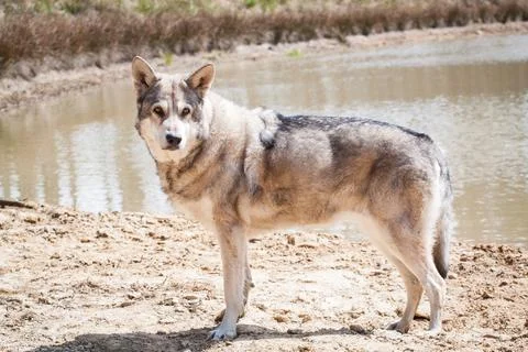 Saarloos Wolfhond Stock Photos