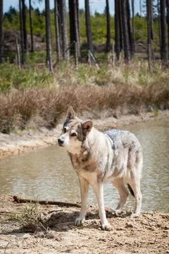 Saarloos Wolfhond Stock Photos