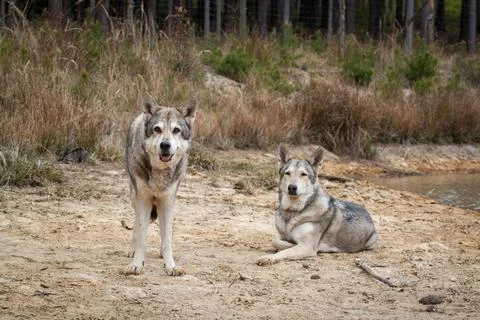 Saarloos Wolfhond Stock Photos