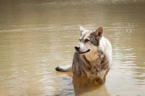 Saarloos Wolfhond Stock Photos