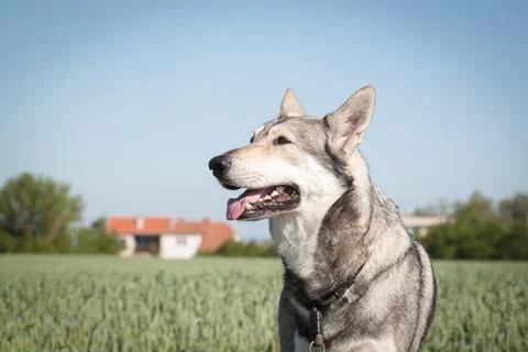 Saarloos Wolfhond Stock Photos