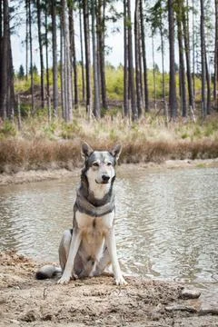 Saarloos Wolfhond Stock Photos