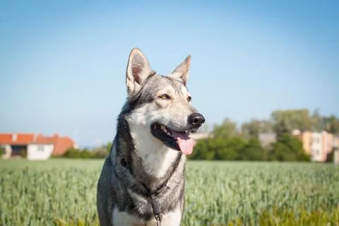 Saarloos Wolfhond Stock Photos