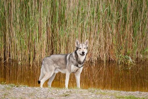 Saarloos Wolfhond Stock Photos