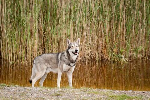 Saarloos Wolfhond Stock Photos