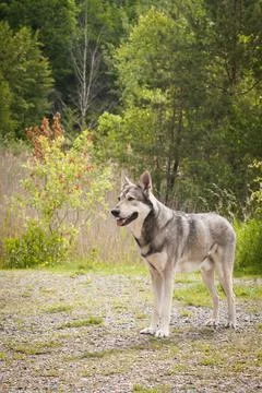 Saarloos Wolfhond Stock Photos