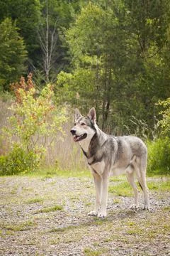 Saarloos Wolfhond Stock Photos