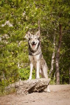 Saarloos Wolfhond Stock Photos