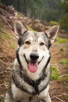 Saarloos Wolfhond Stock Photos