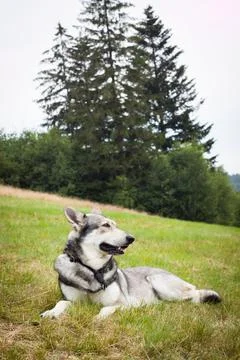 Saarloos Wolfhond Stock Photos