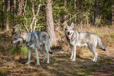 Saarloos Wolfhond Stock Photos
