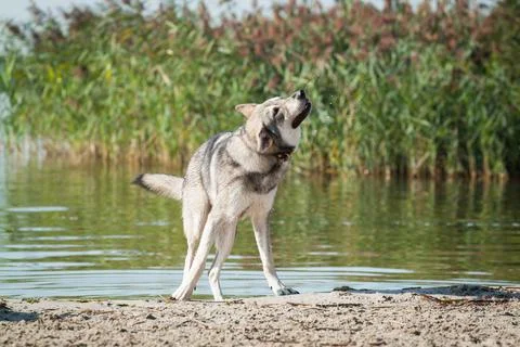 Saarloos Wolfhond Stock Photos