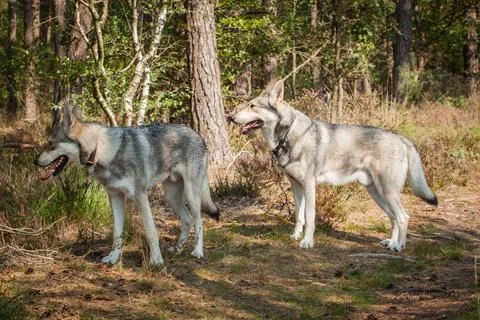 Saarloos Wolfhond Stock Photos