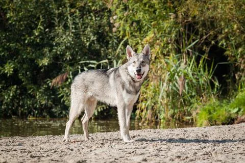 Saarloos Wolfhond Stock Photos