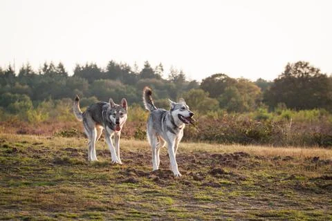 Saarloos Wolfhond Stock Photos