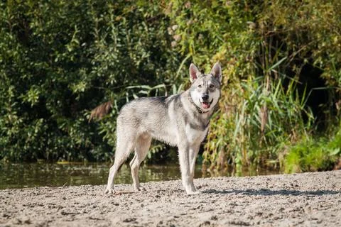 Saarloos Wolfhond Stock Photos