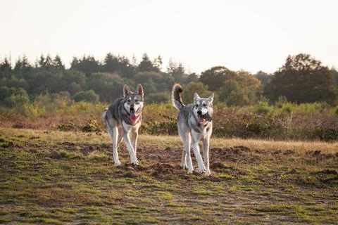 Saarloos Wolfhond Stock Photos