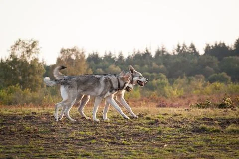 Saarloos Wolfhond Stock Photos