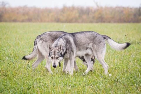 Saarloos Wolfhond Stock Photos