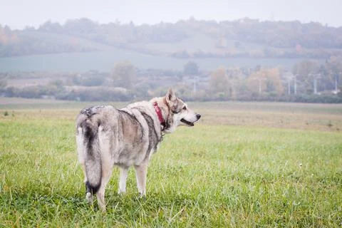 Saarloos Wolfhond Stock Photos