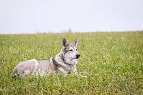 Saarloos Wolfhond Stock Photos