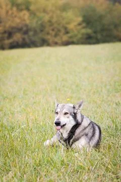 Saarloos Wolfhond Stock Photos